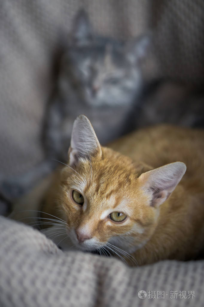 猫视界安卓版猫视界电脑版下载安装最新版-第2张图片-太平洋在线下载